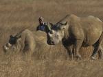 Llegan a Ruanda los primeros rinocerontes negros desde su último avistamiento en 2007