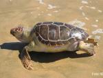 Las migraciones de las tortugas bobas en el Mediterráneo podría estar cambiando, según el IEO