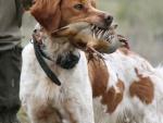 El Senado debate mañana la propuesta del PP para que se pueda corta la cola a algunos perros en España