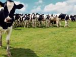 Sacan mayor rentabilidad a las vacas