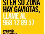 Cartagena inicia una nueva campaña para controlar la población de gaviotas