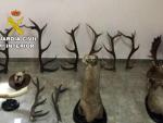 Detenidos acusados de robar cuernas y cabezas de ciervo y gamo de una casa de campo en Andújar