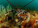 Oceana registra mas de 350 especies en el Mar del Norte y pide su protección legal