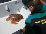 Localizado el cadáver de una tortuga boba cerca del puerto de Alicante con un cabo de pesca enredado en el cuello