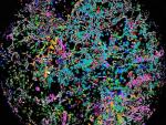 Investigadores de Incliva muestran que elementos de la matriz extracelular influyen en la agresividad del neuroblastoma