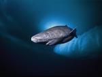 Descubren al vertebrado más viejo de la Tierra: un tiburón de 4 siglos
