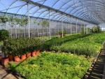 El vivero de la Diputación de Badajoz suministra plantas florales a más de 160 municipios de la provincia