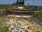 Moscú destruye toneladas de queso con un tractor.