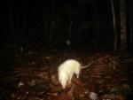 Rata lunar (Borneo)