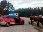 Localizadas tres vacas escapadas en Castejón