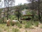 Sant Boi inicia una prueba piloto de limpieza forestal con la ayuda de burros