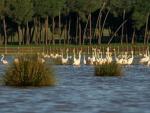 El Defensor alerta sobre los "riesgos" en la conservación de Doñana y "urge" a adoptar medidas para su protección