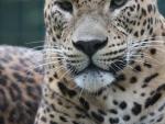 Nace el primer leopardo asiático en el zoo de Santillana