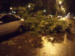 La tormenta daña 605 árboles en la capital, con Fuencarral-El Pardo y Hortaleza como distritos más afectados