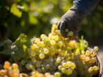 Barbadillo inicia su vendimia de 2016 y espera recolectar 11 millones de kilos de uva palomino de calidad