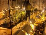 La Policía se incauta de 200 plantas de marihuana mientras investigaba el robo de cinco coches