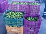 La Policía Local de Cieza interviene 300 kilos de limones supuestamente robados