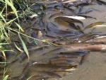 Ecologistas denuncia la aparición de cientos de peces muertos en el Río Henares y lo achaca al incendio de Chiloeches
