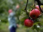 Maeloc amplía su ámbito de investigación para mejorar el rendimiento de los cultivos de manzana en Galicia