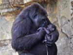 Nace un gorila a la vista del público en Bioparc Valencia