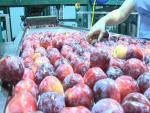Los productores de fruta de hueso extremeña reclaman mejoras en logística tras lograr la apertura del mercado chino