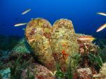 La nacra, un molusco endémico del Mediterráneo, está respondiendo bien a las medidas de protección en Cabrera según IEO