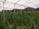 Intervenidas 20.000 plantas de marihuana, la mayor plantación de los últimos años en Andalucía