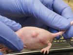 Trasplantan tumores humanos en ratones para diseñar quimioterapias individualizadas
