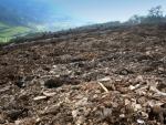 Presentan denuncia contra daños en 40 yacimientos arqueológicos en la provincia de Lugo por el eucalipto