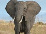 WWF advierte de que el número de elefantes de Tanzania se reducirá en seis años si no se toman medidas