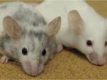 Investigadores logran controlar un circuito cerebral en ratones que altera el estado de ánimo