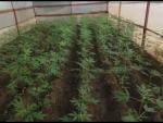 Detenida como presunta propietaria de un invernadero con 180 plantas de marihuana en Los Palacios