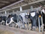 La Generalitat prepara un decreto para autorizar la venta de leche sin pasteurizar