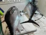 Intervenidos en el puerto de Roquetas de Mar 28 atunes rojos pescados ilegalmente