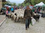 Medio millar de ovejas recorren más de 120 kilómetros por la sierra noroeste para apoyar la trashumancia
