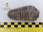 Recuperan 1.600 piezas fósiles comercializadas ilegalmente en Menorca