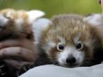 Seba, un bebé panda rojo, hace su primera aparición pública en Sídney