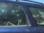 La Guardia Civil interviene 181 cuernas de cérvidos dentro de un coche en Badarán