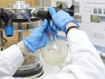 La UA participa en una investigación para obtener productos de limpieza o plásticos ecológicos con restos de champiñón