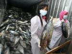 Japón redoblará el control de productos pesqueros ante la elevada radiactividad