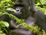 La población de los gorilas de montaña de Ruanda está a salvo, según las autoridades (Imagen: Chemainus, BC, Canada)