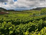 Canarias, región vinícola con menos referencias en medios peninsulares en 2015
