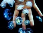Dos jóvenes emprendedores onubenses venden sus patentes para comercializar acuarios de medusas