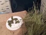 Localizan un cultivo de marihuana de 1.089 plantas en un chalé de Bustarviejo