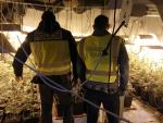 Incautan 44 kilos de marihuana al vacío a un grupo que presuntamente la enviaba por correo a Europa