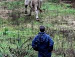El toro que huyó de un matadero de Porriño llega a Cataluña para vivir libre