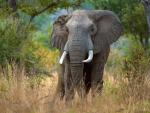 Los elefantes podrían desaparecer en 2022 en la Reserva de Selous, en Tanzania, por la caza furtiva, según advierte WWF