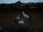 Cáceres vuelve a la FIO de Monfragüe con un stand propio para promocionar su riqueza ornitológica