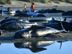 Nueva Zelanda teme la explosión de las ballenas varadas en una playa