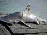 WWF pide proteger la biodiversidad marina del arrecife de Belice donde se ha descubierto una nueva especie de tiburón